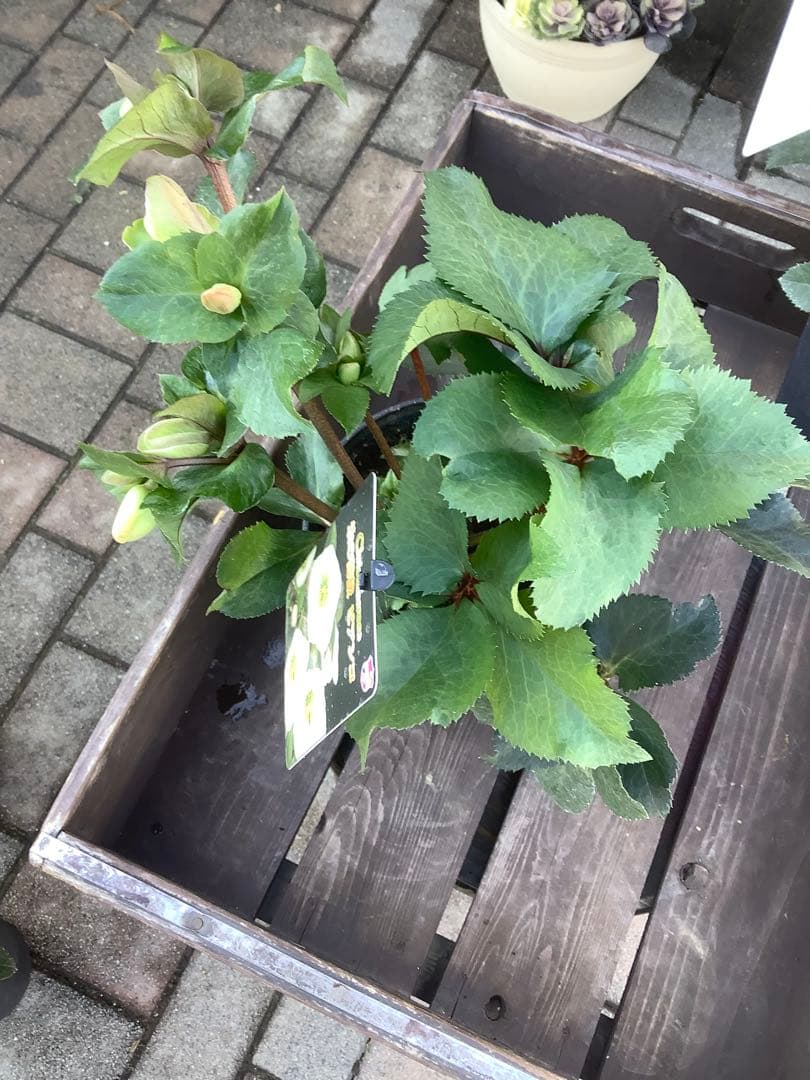 さかえ‼️氷の薔薇シリーズ　クリスマスローズ＊ビアンコ