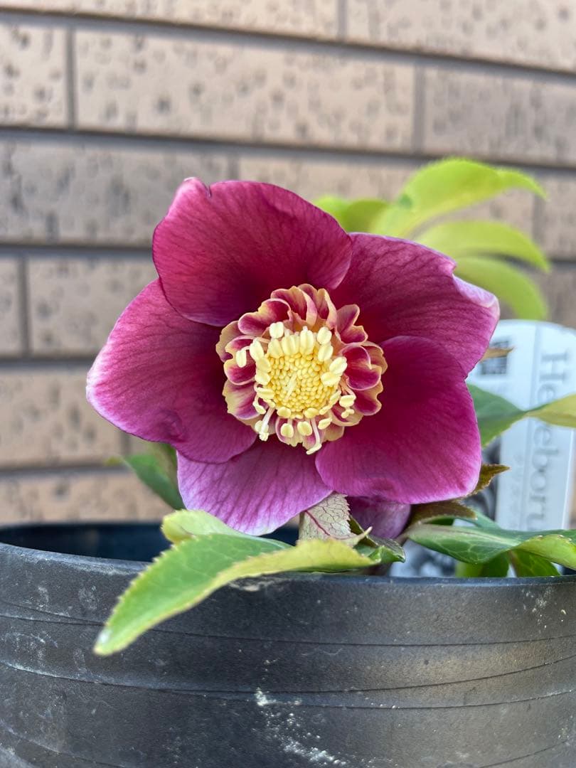 クリスマスローズ　セミダブル　 広瀬園芸　花苗　蕾　開花株