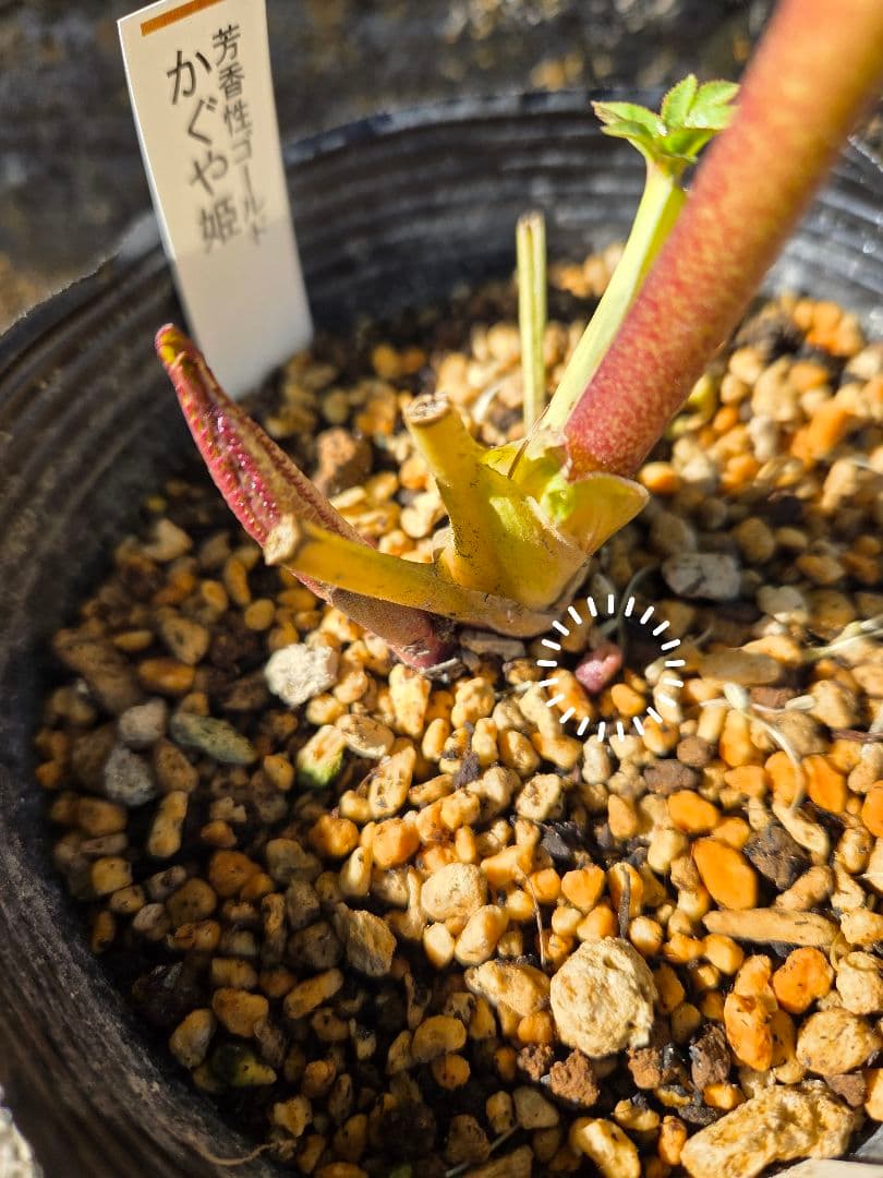 クリスマスローズ　かぐや姫