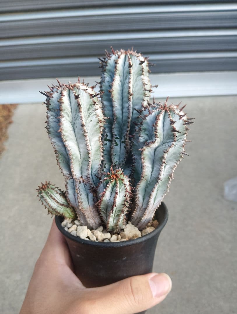 特選群生株 ユーフォルビア ホリダ \" スノーフレーク \"