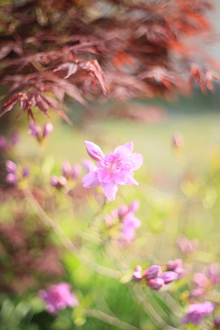 《希少》carenar 55mm F1.8（M42）PETRI製OEM【良品】