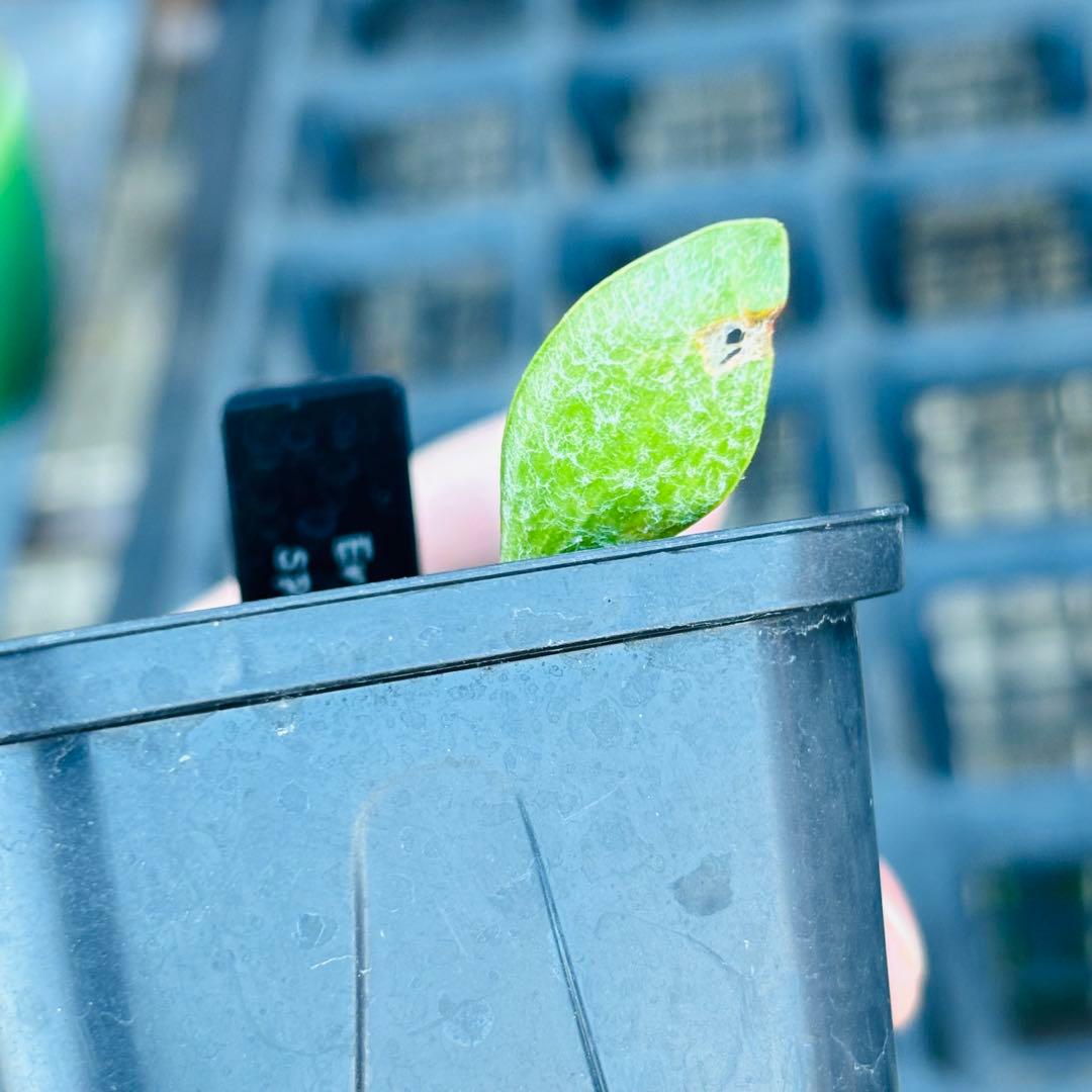 ハロウィンセール！希少 エリオスペルマム SP チタノプソイデス ケープバルブ