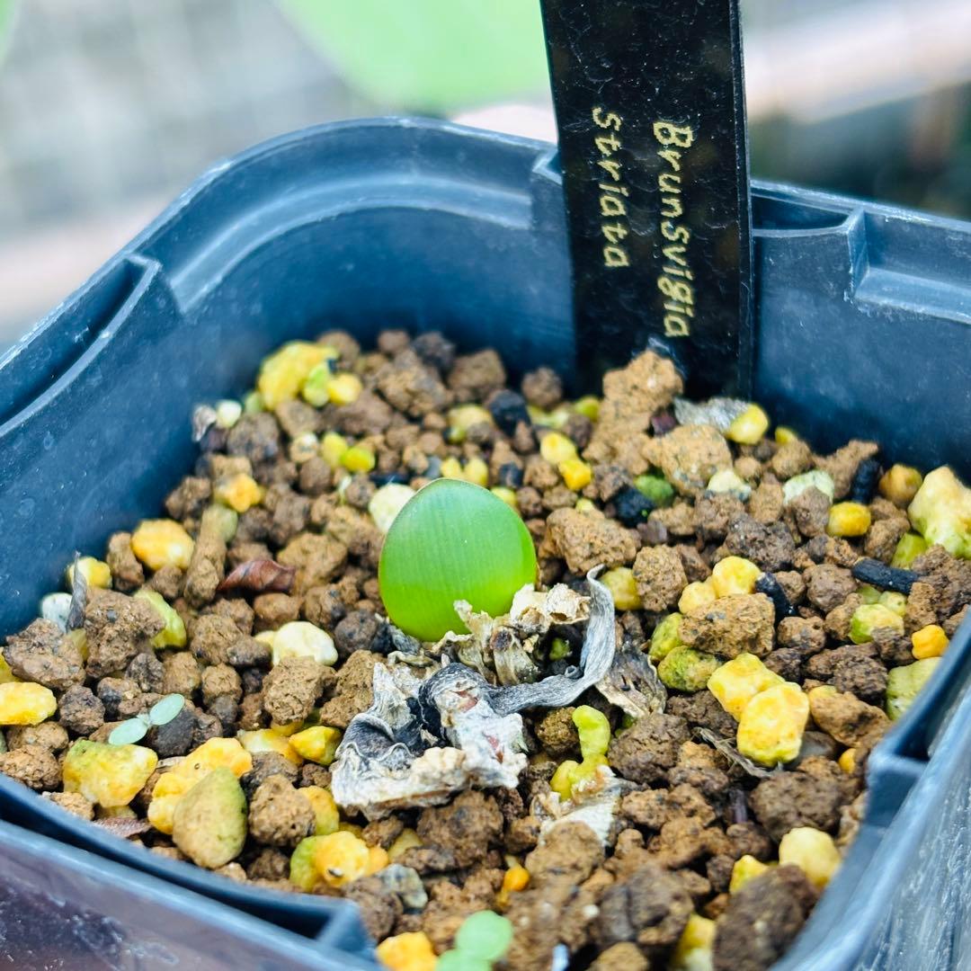 ハロウィンセール！希少 エリオスペルマム SP チタノプソイデス ケープバルブ