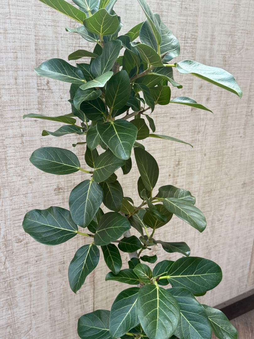 ☆ フィカス ベンガレンシス♪150cm リビングサイズ 曲がりフォルム♪