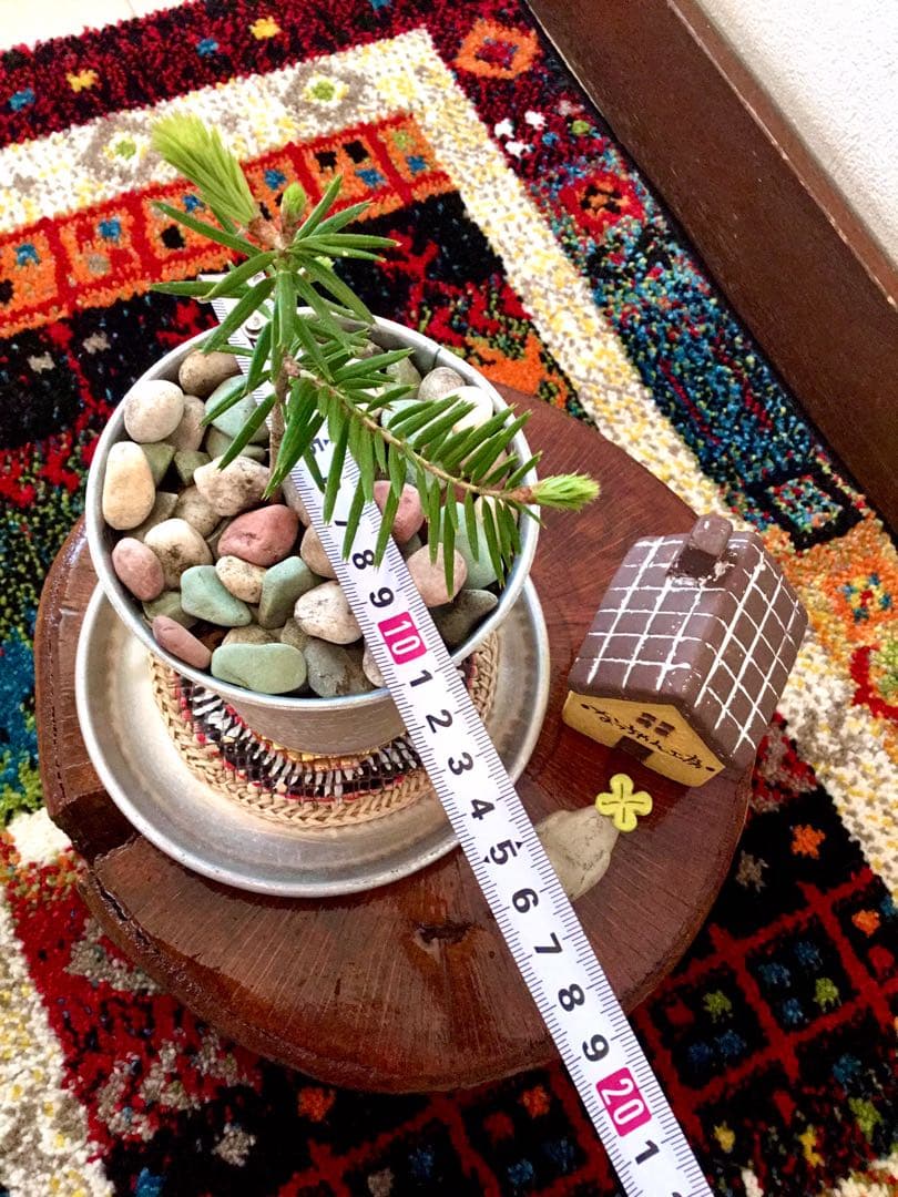 希望の象徴！幸運木【森からやって来た天然野生のもみの木さん＊樅の木】今年3年生！