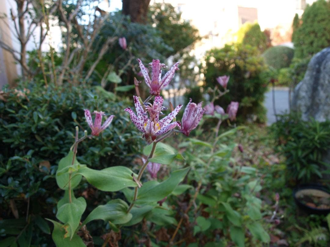 良上品 オリンパス E-520 ボディ 14-42mmレンズセット