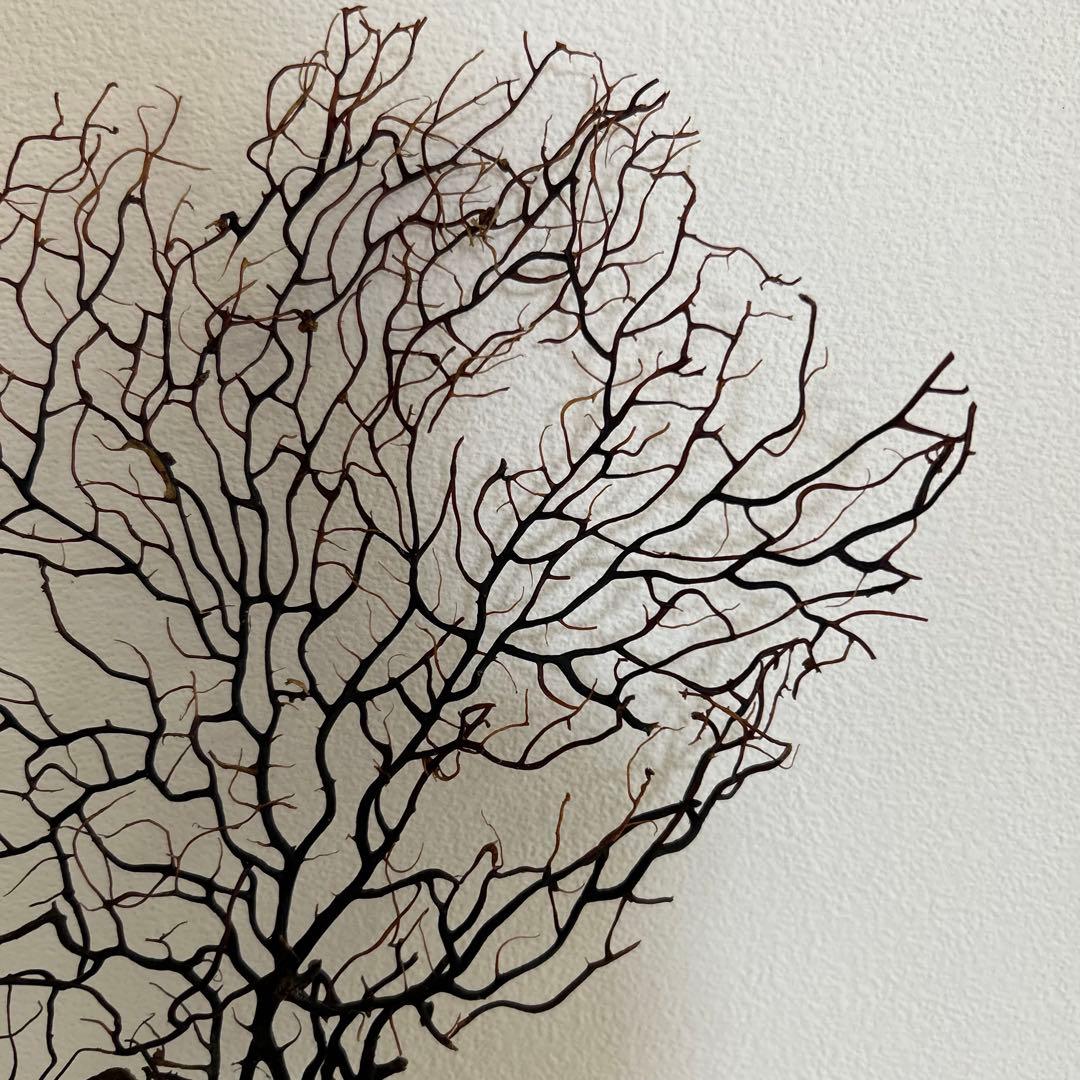 Hiro　ウミウチワ〈263〉