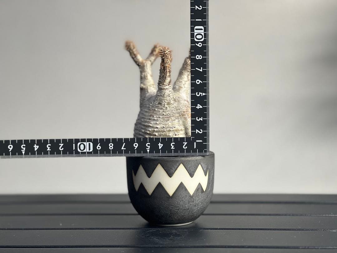 【休眠中】パキポディウム・グラキリス 現地球 VALIEM①