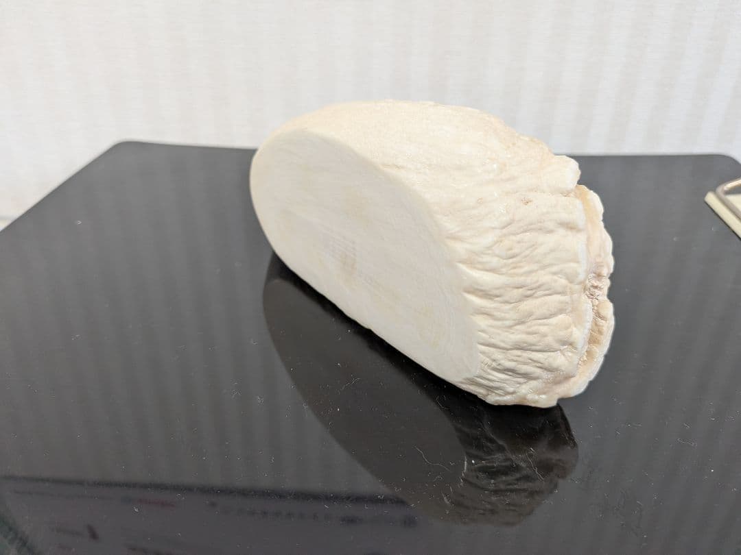 マッコウ鯨歯　本物　片面平磨き済み