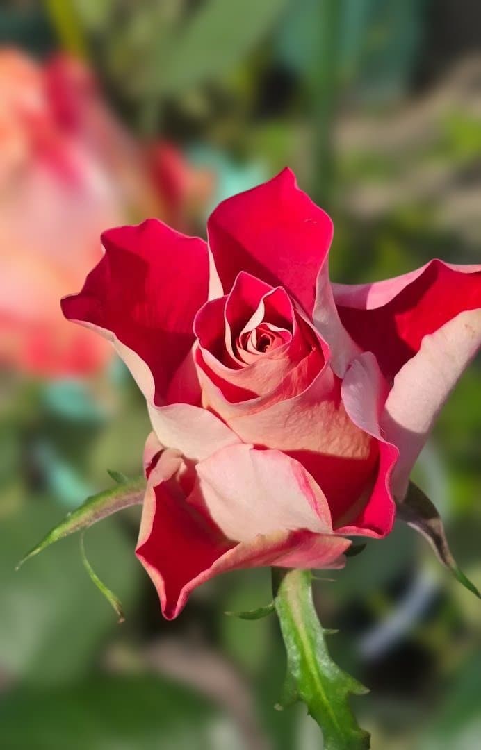 ♡Beaniebaby様♡お取り置き※バラ苗