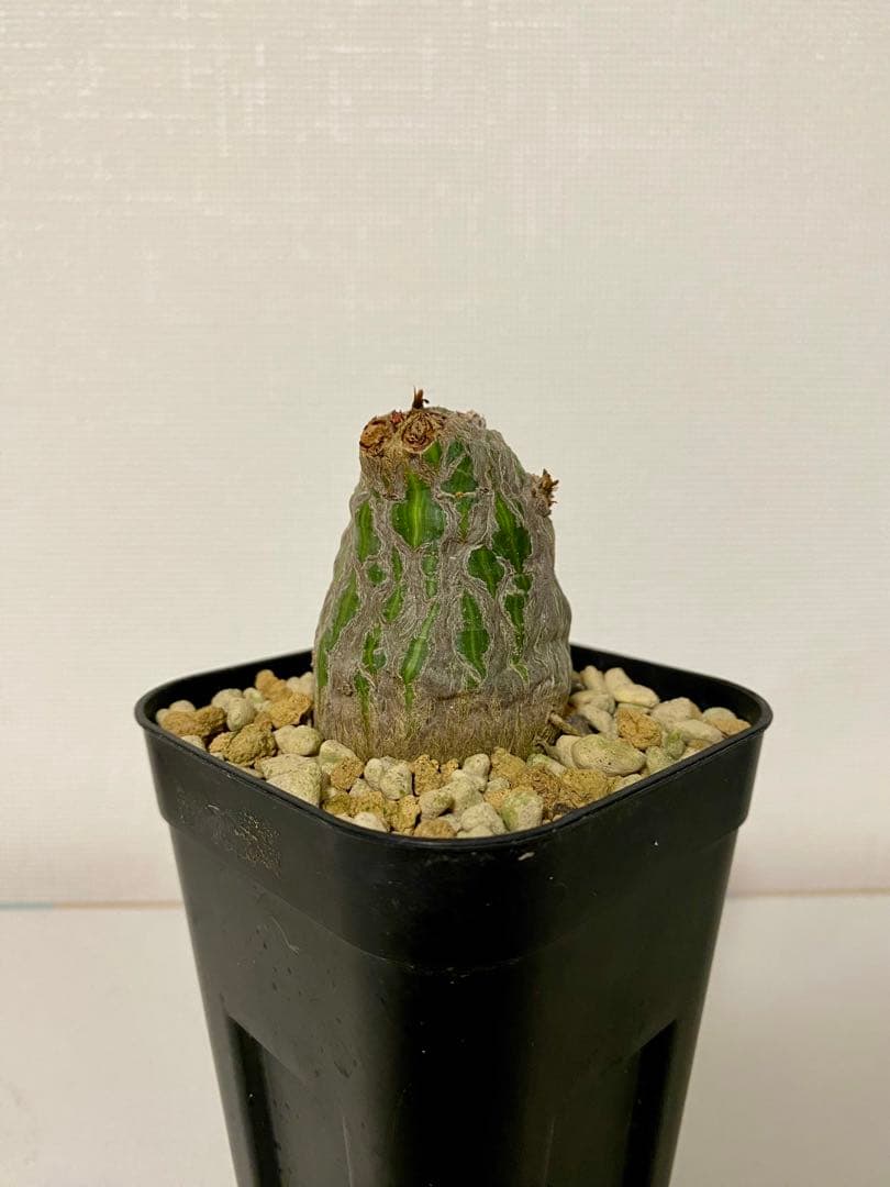 ボンバックス　実生