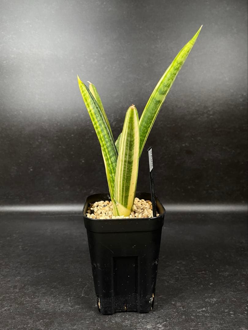 EMP サンセベリア マーシャアンジャニ / SA317