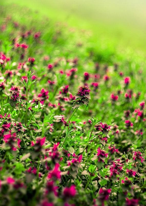 3【希少】　後期ゼブラ　未使用　ぐるぐるボケレンズ　ヘリオス44-2　M42