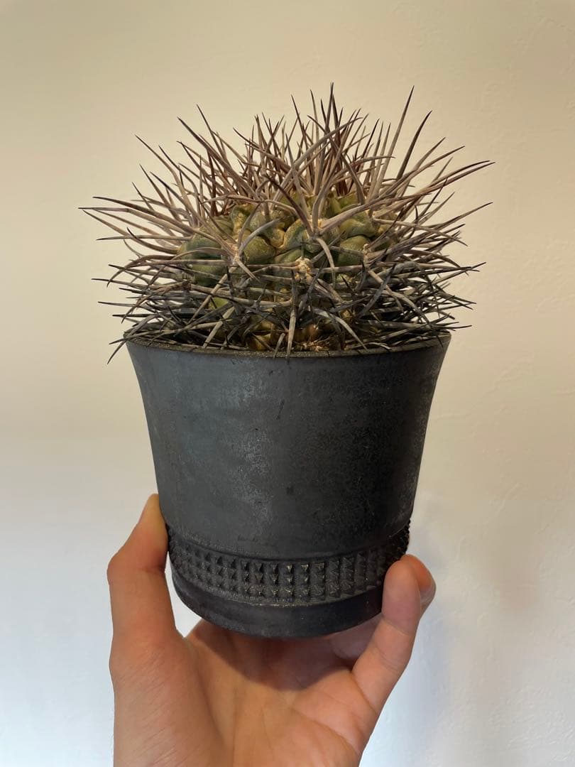 大株　魔天竜　spicygem鉢付き