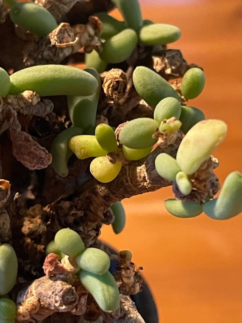 抜き苗発送【現地球／発根済】小さな巨人/粒葉ケラリア ピグマエア