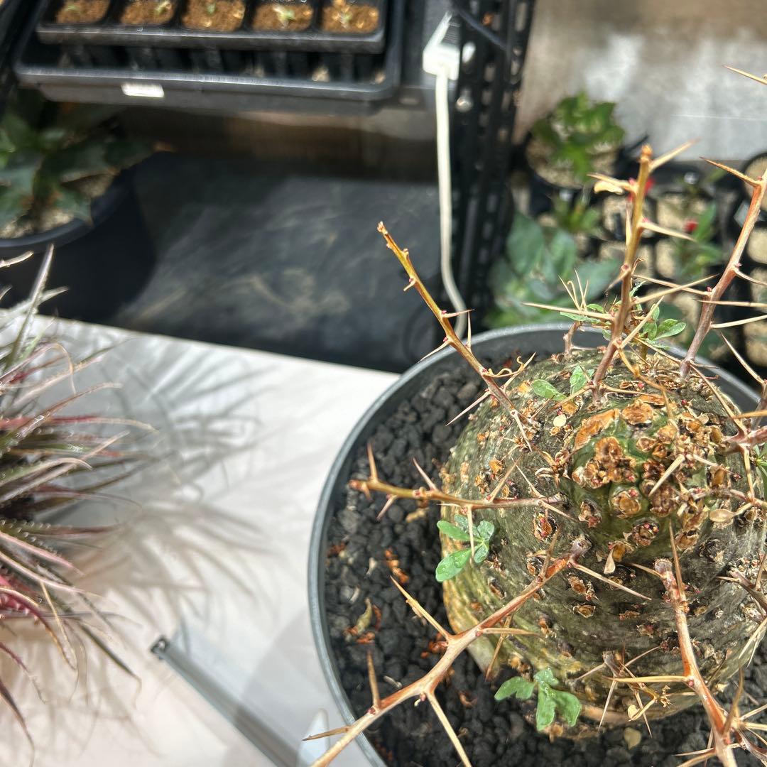 その他観葉植物 Foquieria columnnaris