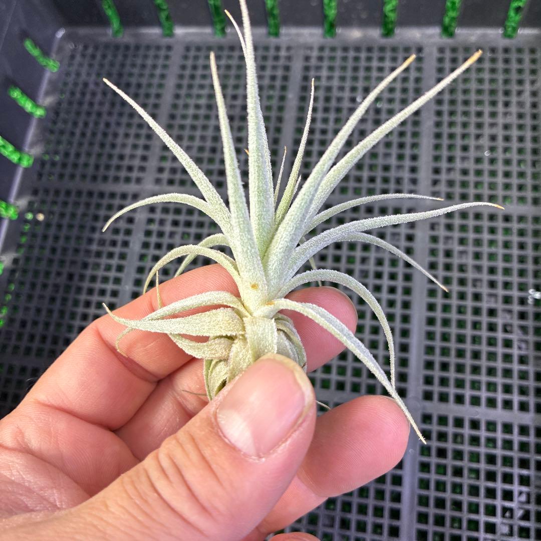 Tillandsia gardneri var. rupicola ティランジア