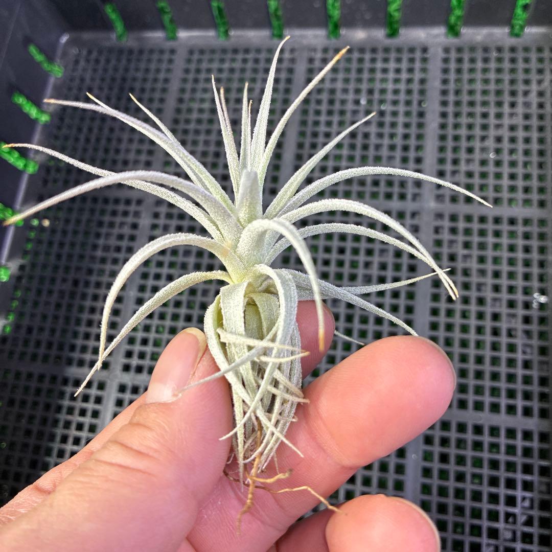Tillandsia gardneri var. rupicola ティランジア