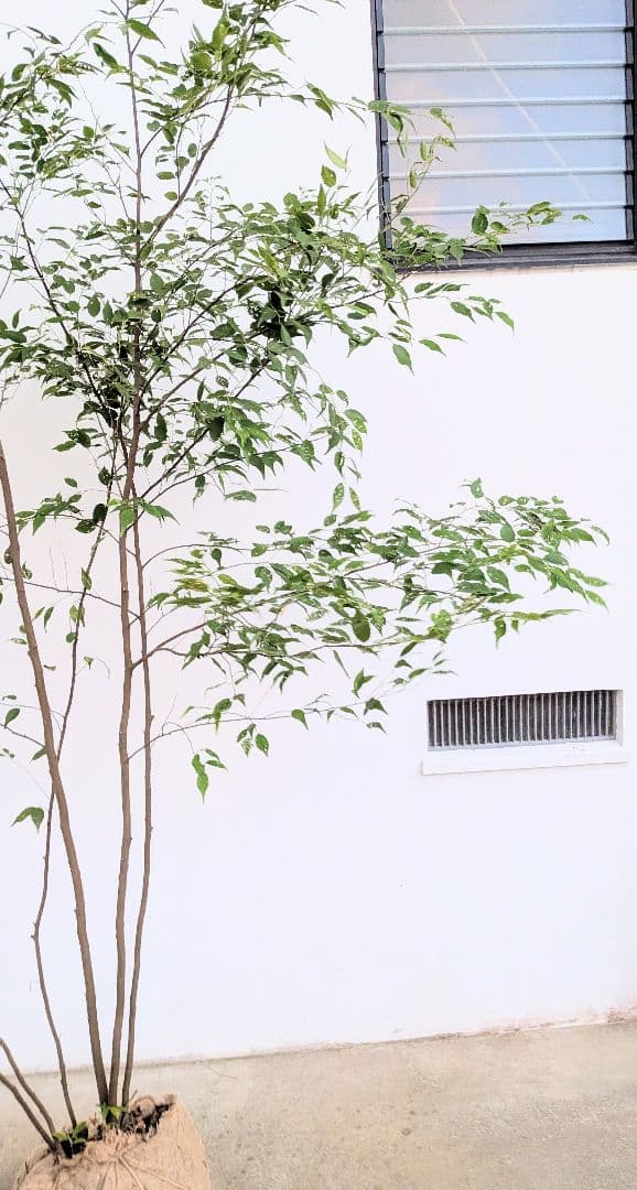 主役。。特大サイズの山採りハイノキ