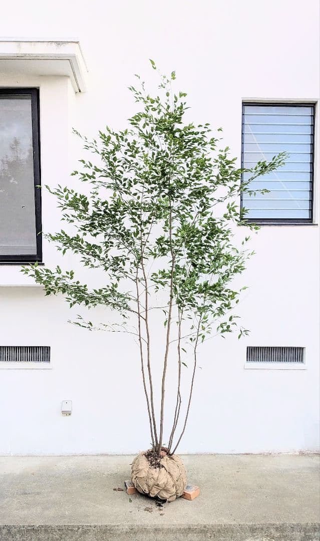 主役。。特大サイズの山採りハイノキ