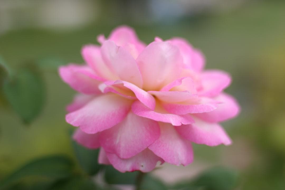 NIKON Ai-S NIKKOR 35mm F1.4 単焦点　（実写画像あり）