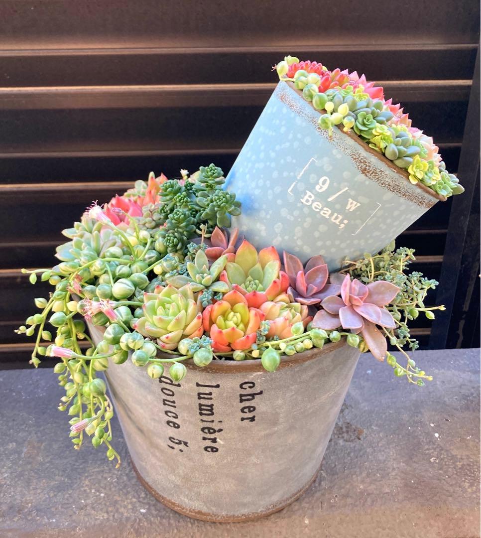 多肉植物　寄せ植え　2段