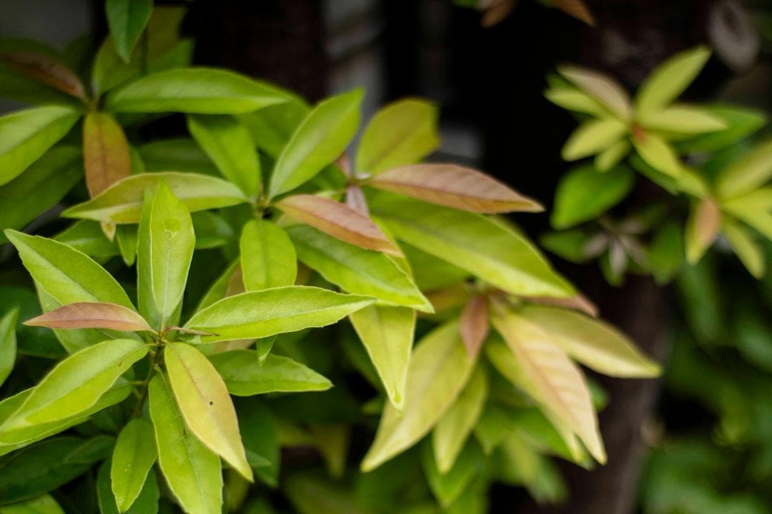 【美品】Canon New FD 50mm f/1.4 オールドレンズ