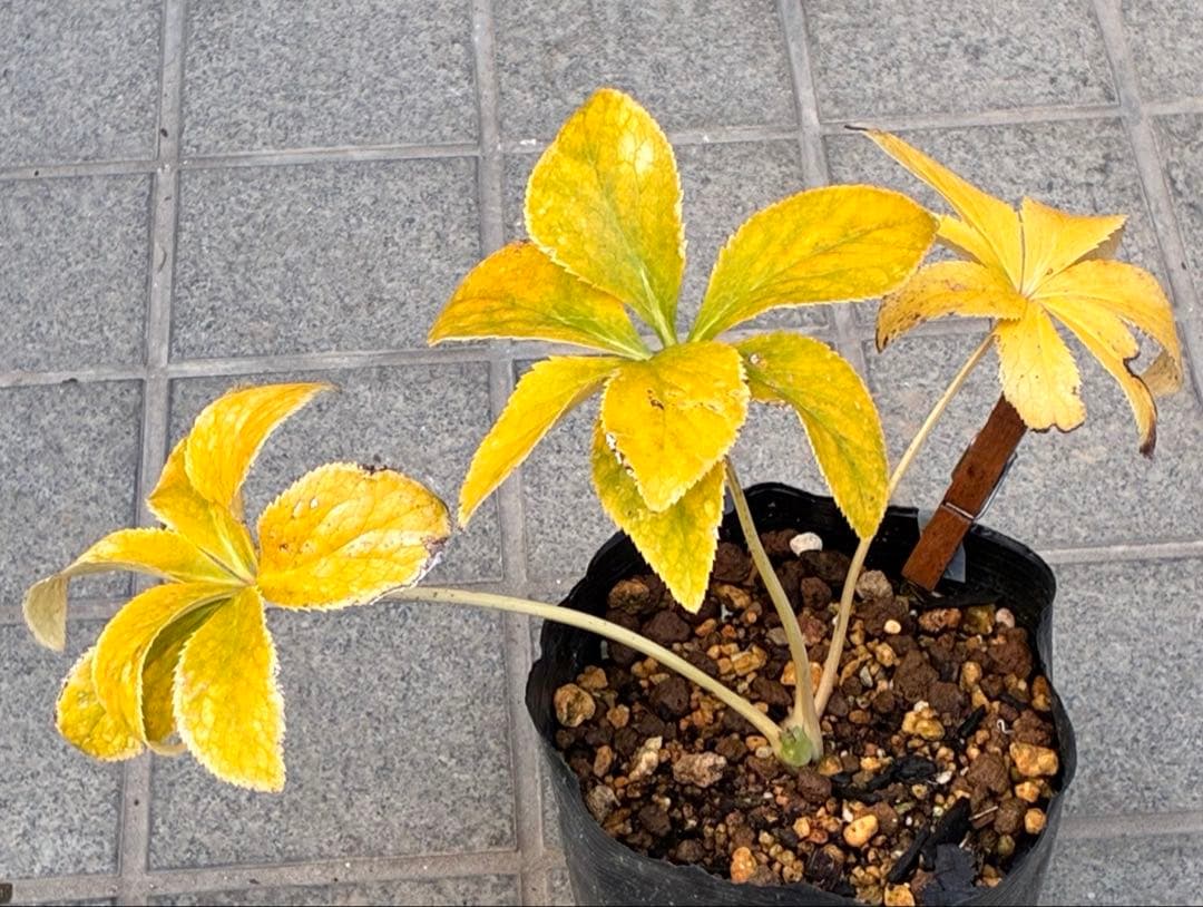 ぽ*の様 ☘️超レア☘️❤️根充実❤️⭐️超⭐️沢山新芽元気株❤️3272⭐️超