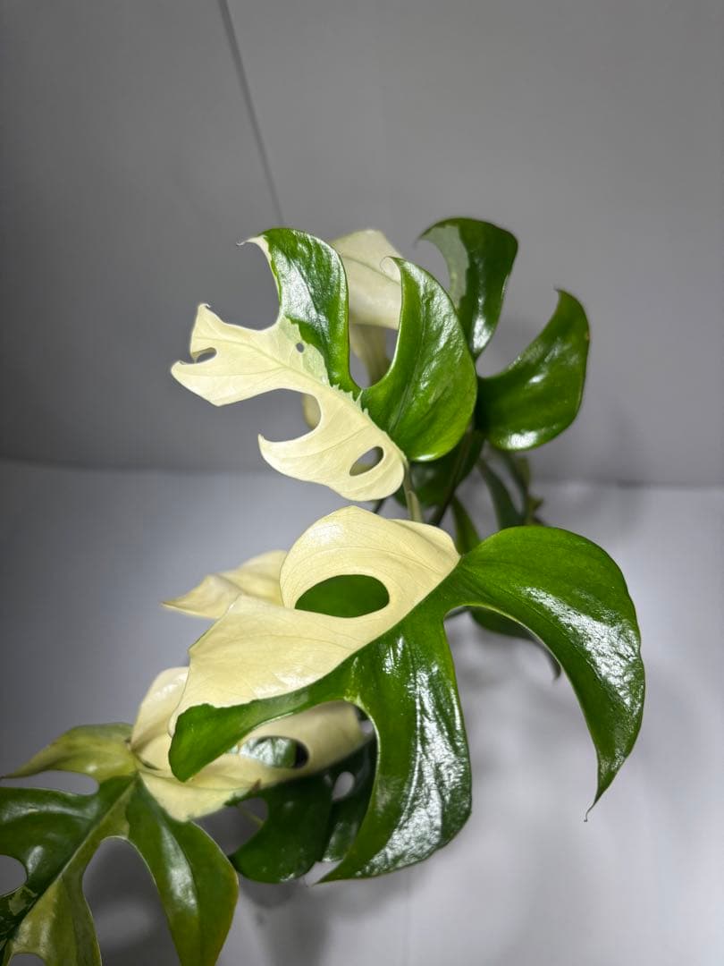 ラフィドフォラ・テトラスペルマ・バリエガータ・ミント大株（ハーフ個体・美斑入り）