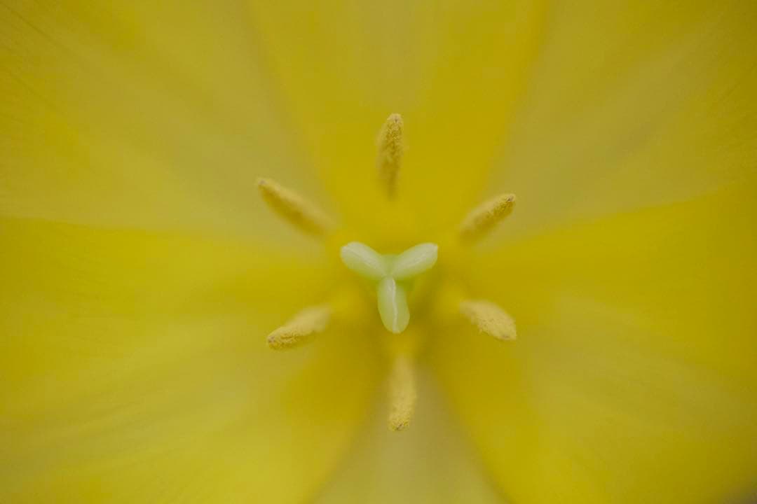 Canon EF 100mm f/2.8 マクロレンズ　　撮影見本画像あり