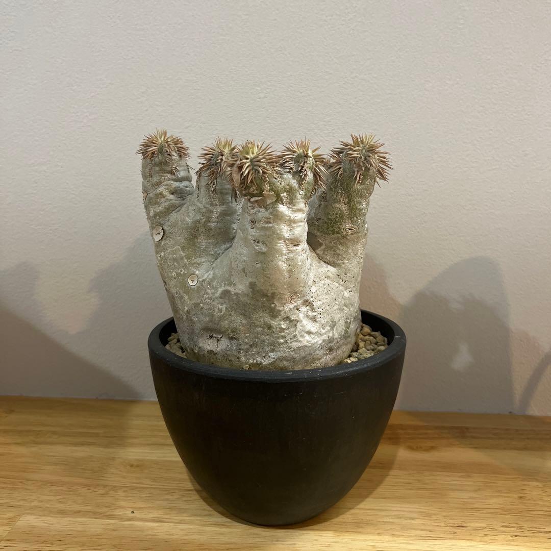 パキポディウム エブレネウム