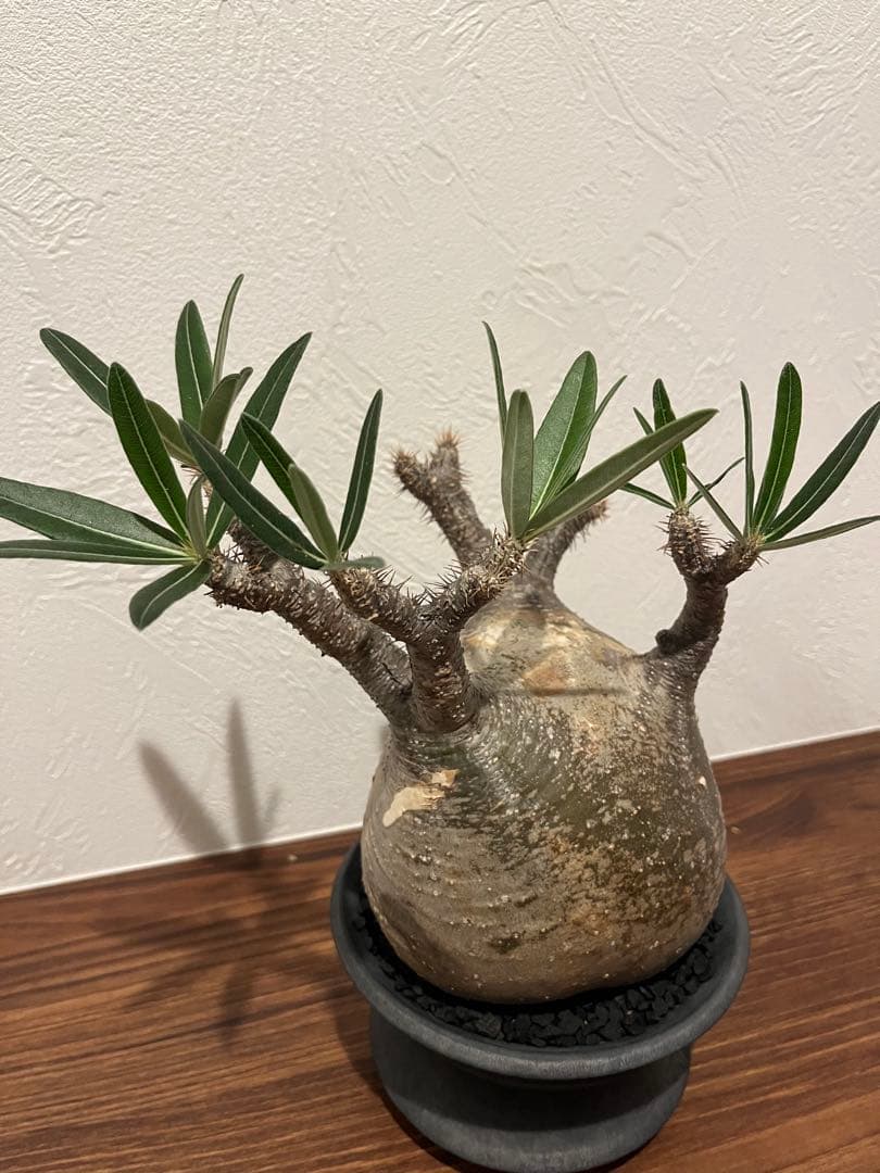 パキポディウム グラキリス　現地株　カタチ製作