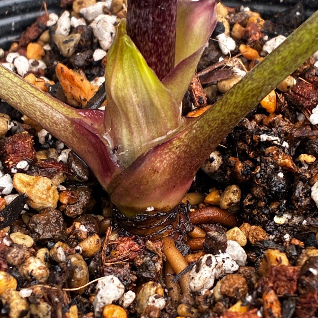 ラ*ク様 3469☘️花、タグ付き☘️⭐️あずき色⭐️小輪⭐️コロコロカップ⭐️