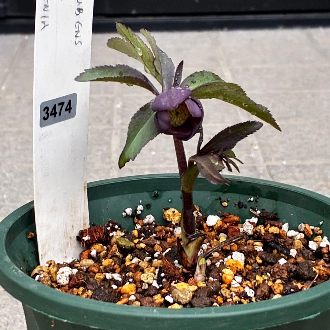 み*ん様 3474☘️花タグ付☘️新芽いっぱい☘️atrorubens⭐️原生地