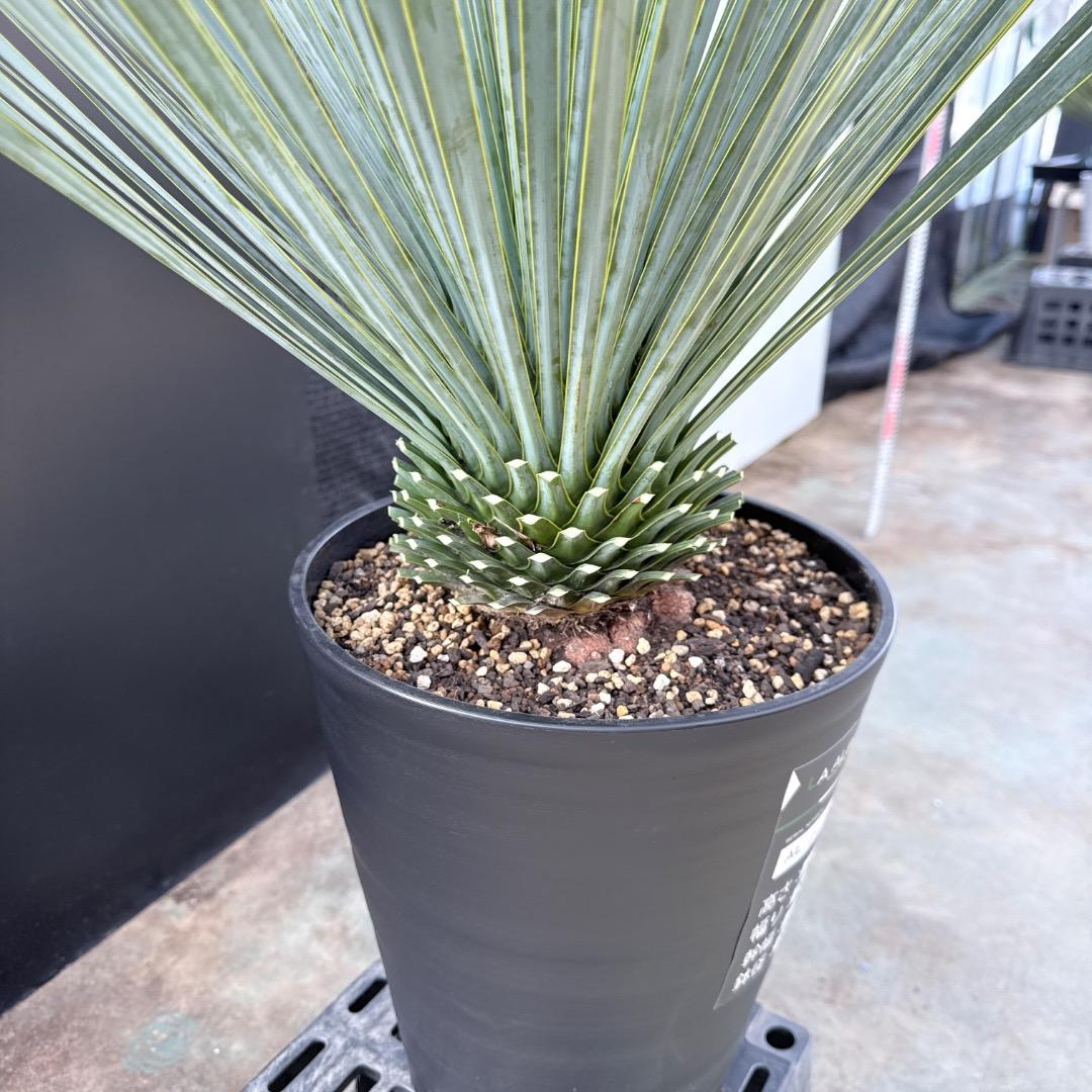 【AL1187】ユッカ　ロストラータ　ランチョブルー