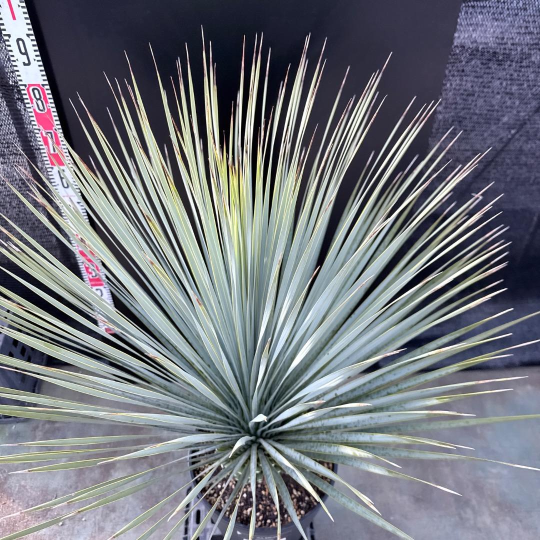 【AL1187】ユッカ　ロストラータ　ランチョブルー