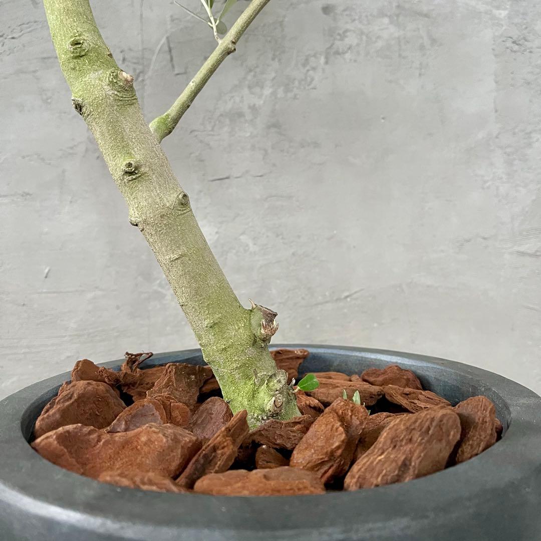 はなはな　最高級樹形　幹極太　Souju オリーブ　【ピクアル】 10号