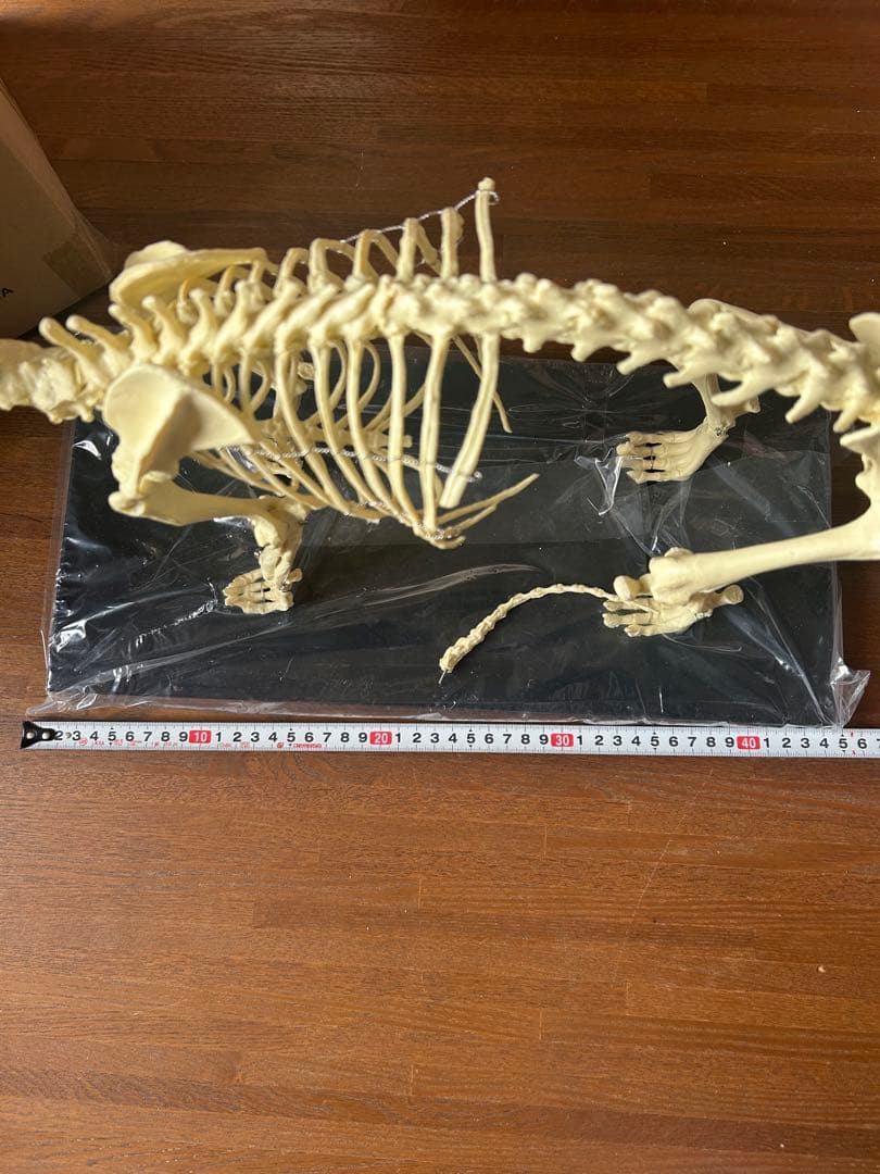 【未使用】　Elanco 犬の全身骨格模型【最終値下げ】