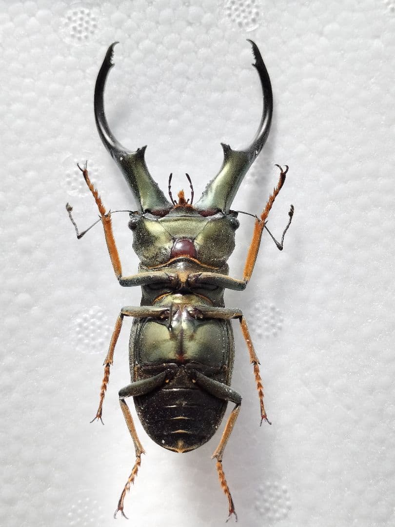 特大モンギローニホソアカクワガタ標本（超貴重）