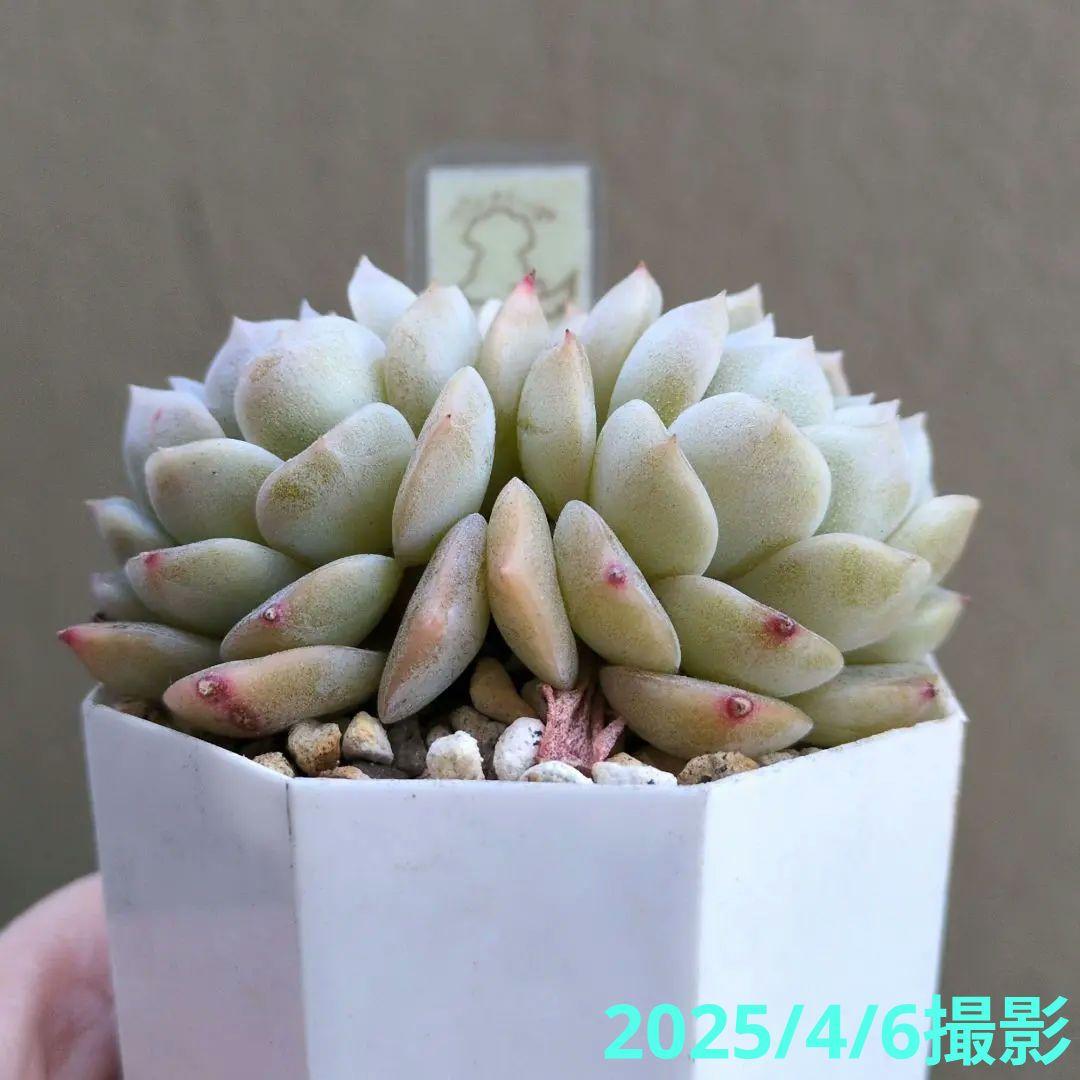 64. 多肉植物 ピュアラブ 800円【抜き苗】