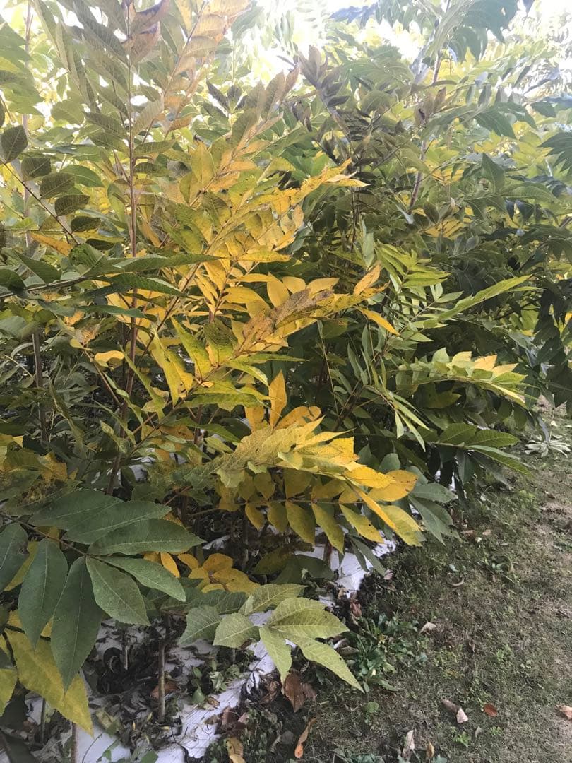 ピーカンナッツ　接木地堀苗　“キャド”