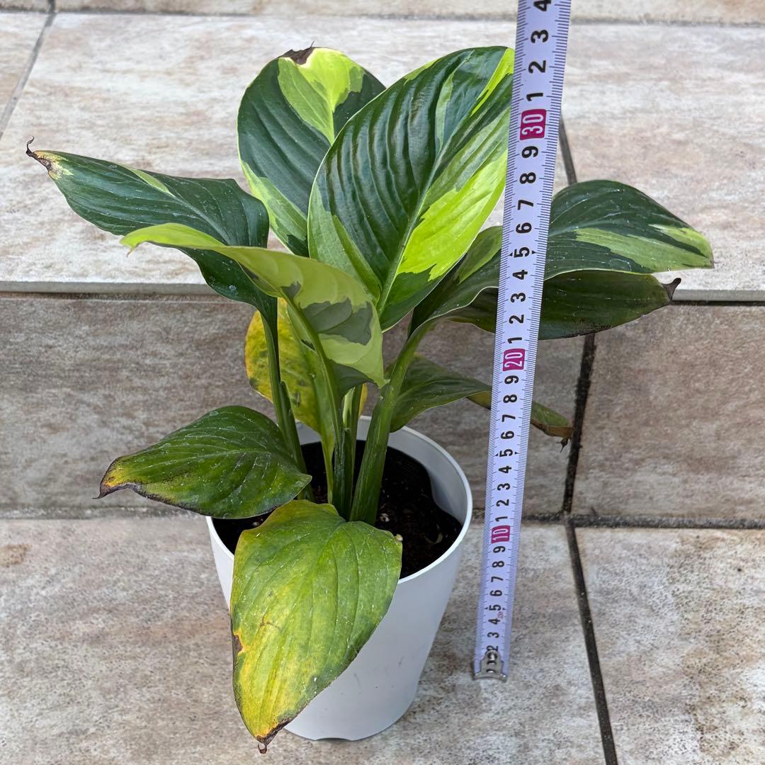 スパティフィラム　黄斑　約3.5号鉢　No.001　鉢、送料込