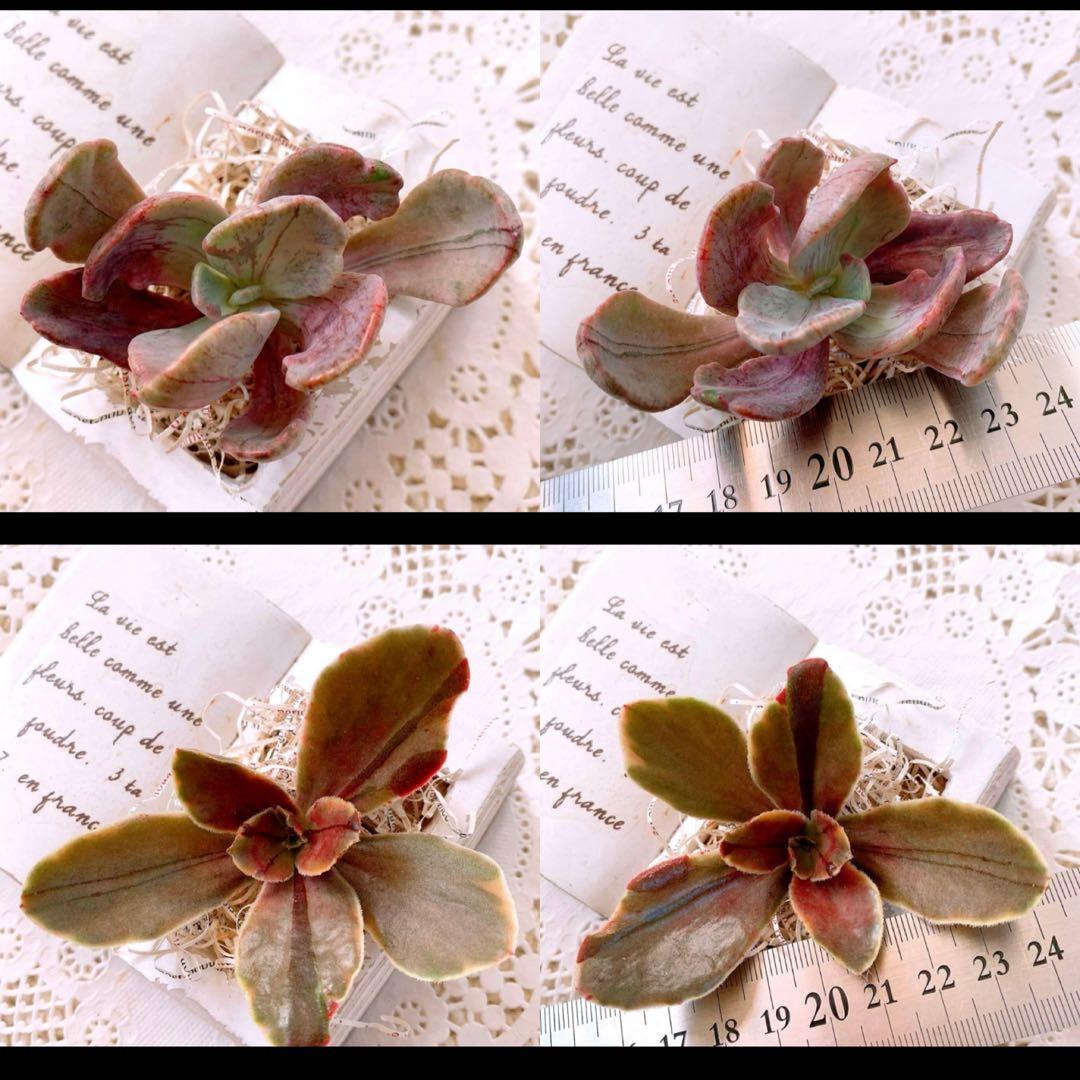 ☆loscente様☆専用です