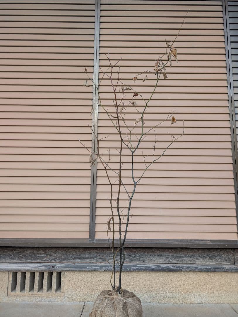 クロモジ　株立