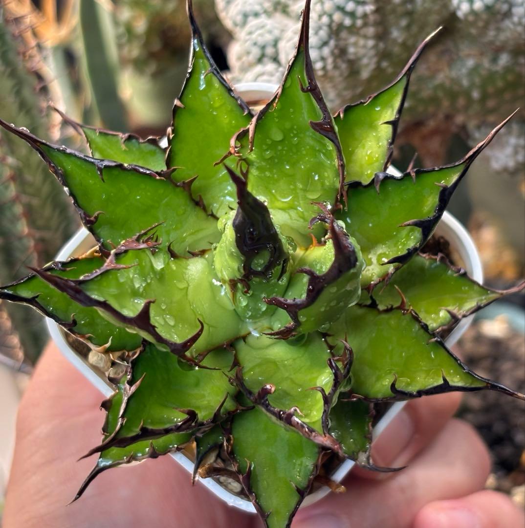 実生 強棘ホリダ 検索)オアハカ オテロイ チタノタ アガベ fo-076