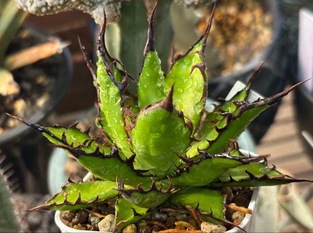 実生 強棘ホリダ 検索)オアハカ オテロイ チタノタ アガベ fo-076