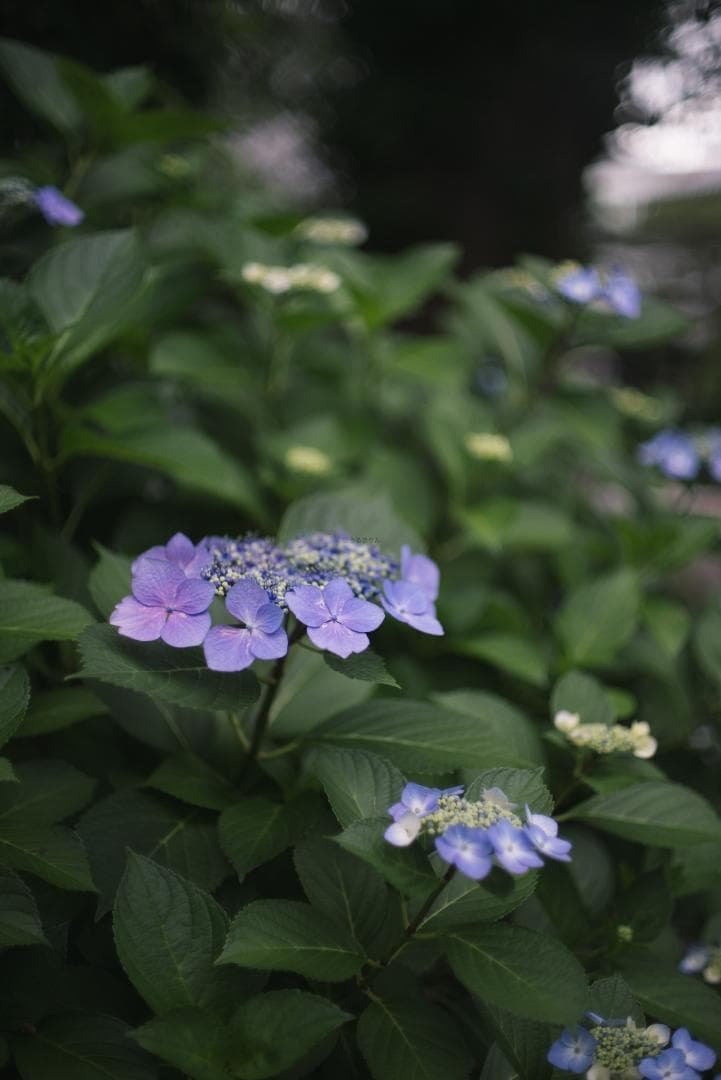 辻野様 8枚玉！Super-Takumar 50mm f1.4 前期