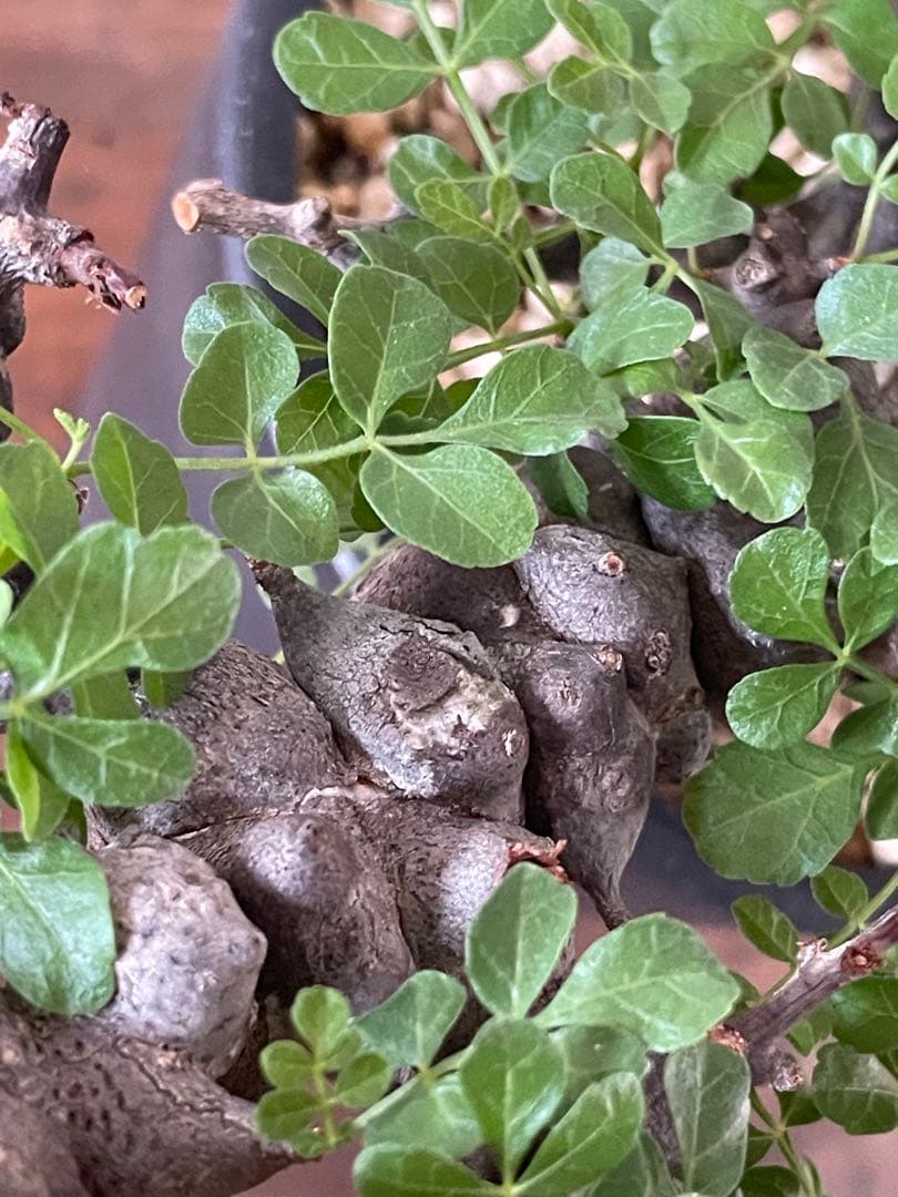 【現地球／発根済】コミフォラ　エイル（大株・扁平）ODDROOTS管理株