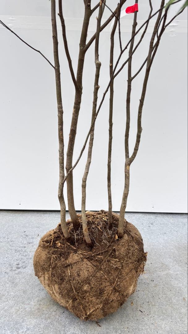 美しい樹形が魅力的 山採り ハイノキ 株立 702 樹高1.7m位 高級樹