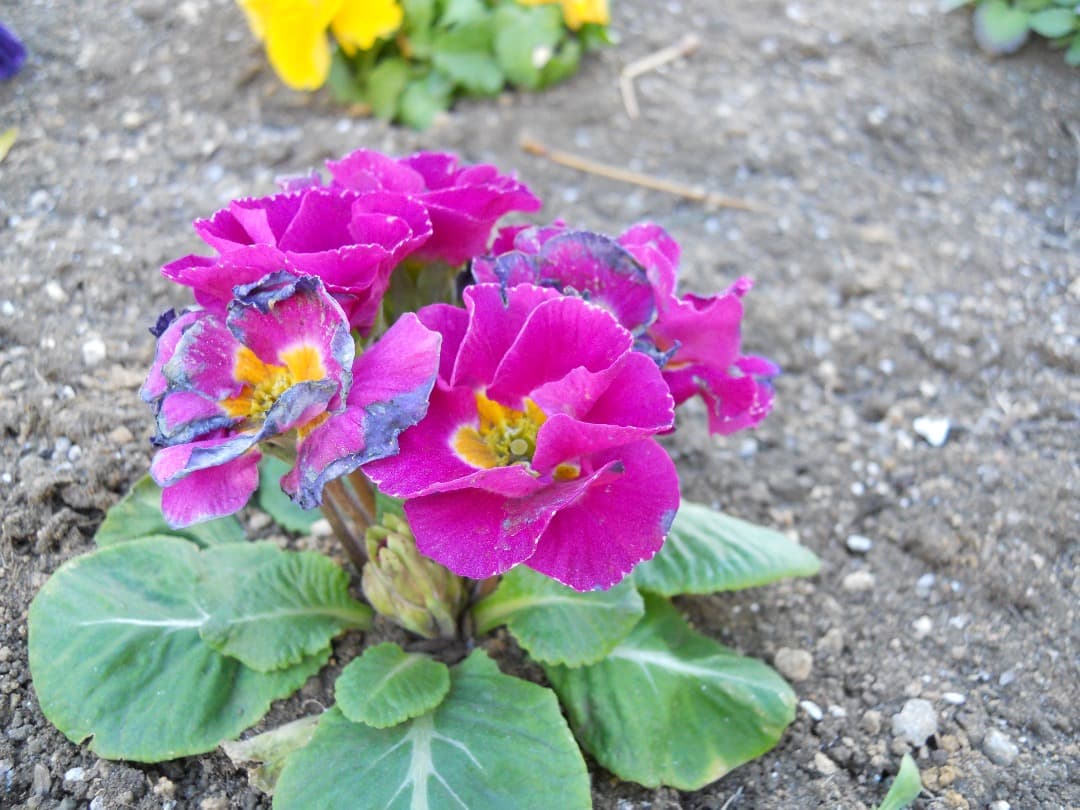 実写美⭕️良品【動作確認済】Nikon COOLPIX S570 ピンク